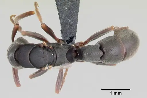 Platythyrea mocquerysi specimen