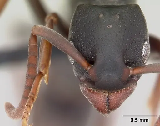 Platythyrea mocquerysi specimen