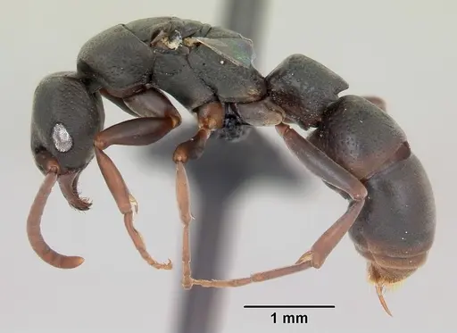 Platythyrea mocquerysi specimen