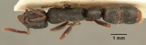 Platythyrea mocquerysi - CASENT0101722