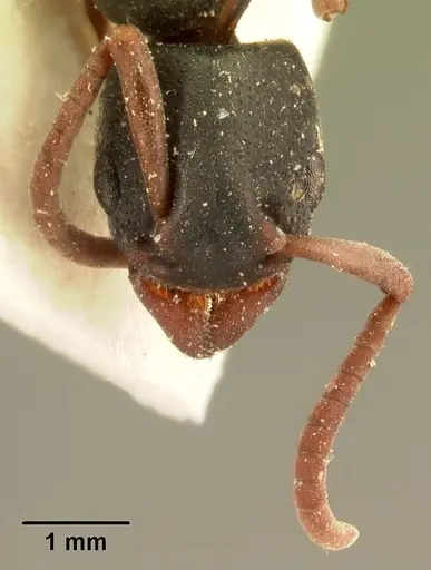 Platythyrea mocquerysi - CASENT0101722