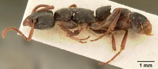 Platythyrea mocquerysi - CASENT0101722