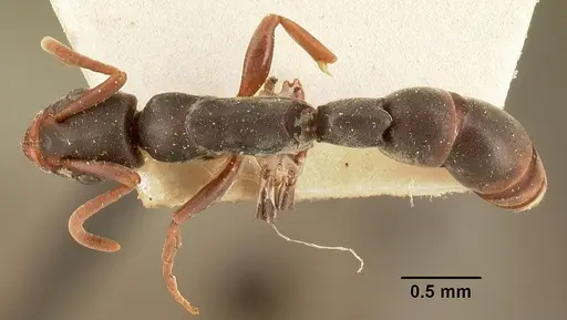 Platythyrea mocquerysi - CASENT0101806