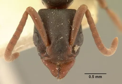 Platythyrea mocquerysi - CASENT0101806