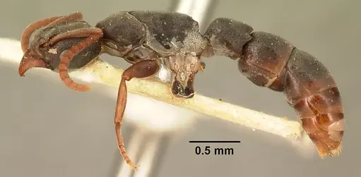 Platythyrea mocquerysi - CASENT0101806