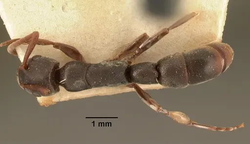 Platythyrea mocquerysi - CASENT0101864