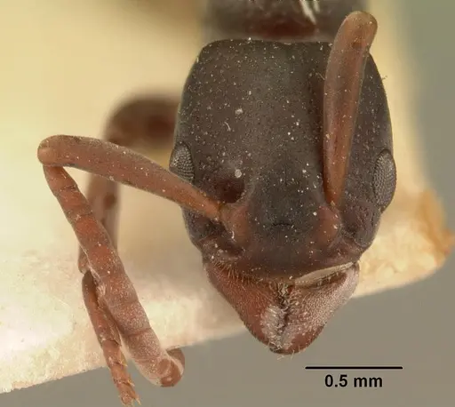 Platythyrea mocquerysi - CASENT0101864