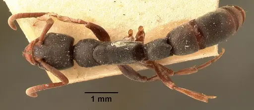 Platythyrea mocquerysi - CASENT0101890