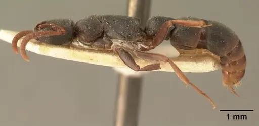 Platythyrea mocquerysi - CASENT0101890