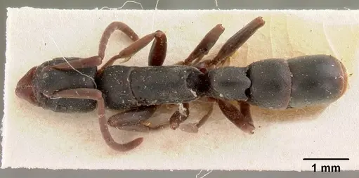 Platythyrea mocquerysi - CASENT0102008