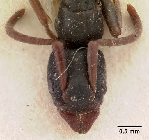 Platythyrea mocquerysi - CASENT0102008