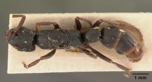 Platythyrea mocquerysi - CASENT0102009