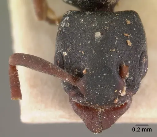 Platythyrea mocquerysi - CASENT0102009