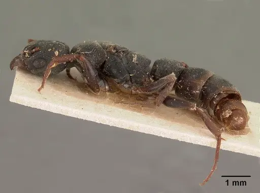 Platythyrea mocquerysi - CASENT0102009