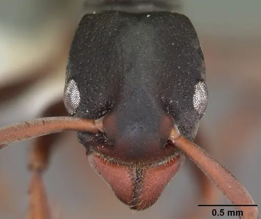 Platythyrea mocquerysi - CASENT0102996