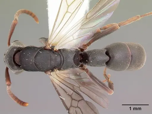 Platythyrea mocquerysi - CASENT0102997