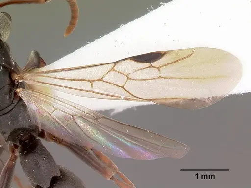 Platythyrea mocquerysi - CASENT0102997