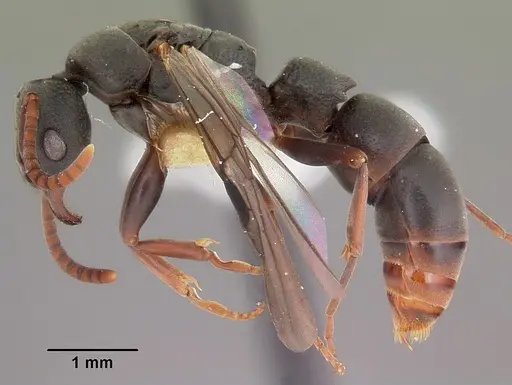 Platythyrea mocquerysi - CASENT0102997