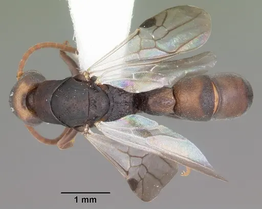 Platythyrea mocquerysi - CASENT0104035