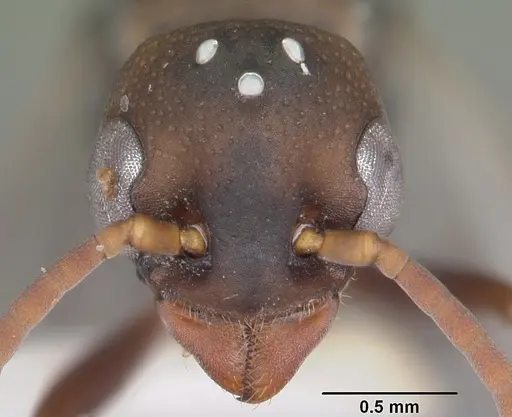 Platythyrea mocquerysi - CASENT0104035