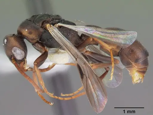 Platythyrea mocquerysi - CASENT0104035