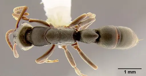 Platythyrea mocquerysi - CASENT0106094