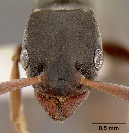 Platythyrea mocquerysi - CASENT0106094