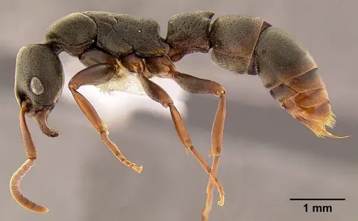 Platythyrea mocquerysi - CASENT0106094