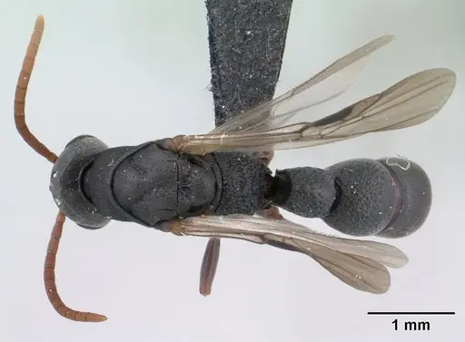 Platythyrea mocquerysi - CASENT0134539