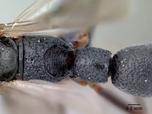 Platythyrea mocquerysi - CASENT0134539