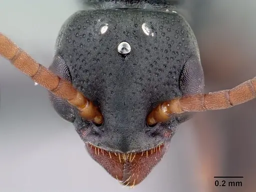 Platythyrea mocquerysi - CASENT0134539