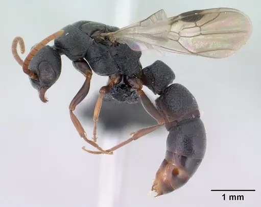 Platythyrea mocquerysi - CASENT0134539