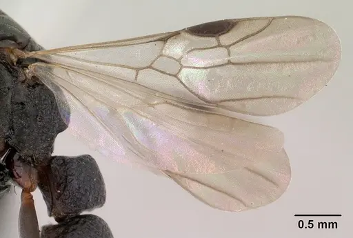 Platythyrea mocquerysi - CASENT0134539