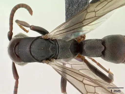 Platythyrea mocquerysi - CASENT0144832