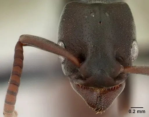 Platythyrea mocquerysi - CASENT0144832