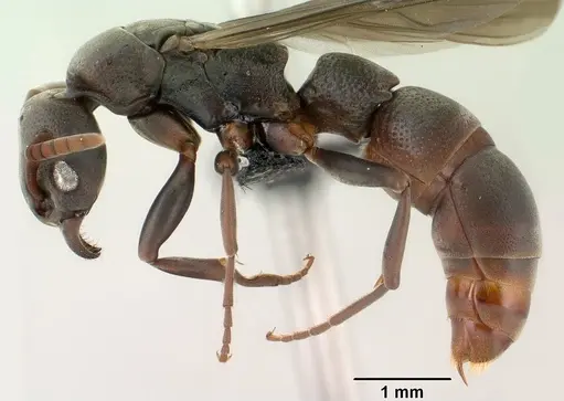 Platythyrea mocquerysi - CASENT0144832