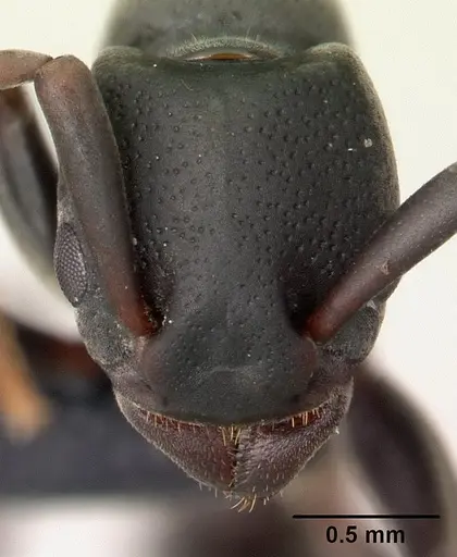 Platythyrea mocquerysi - CASENT0146723