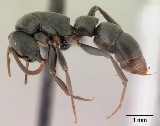 Platythyrea mocquerysi - CASENT0146723