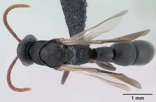 Platythyrea mocquerysi - CASENT0196115