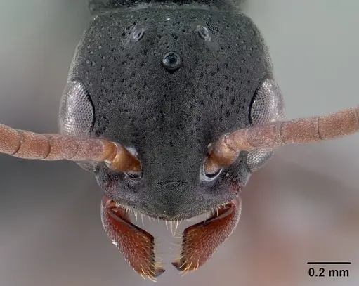 Platythyrea mocquerysi - CASENT0196115