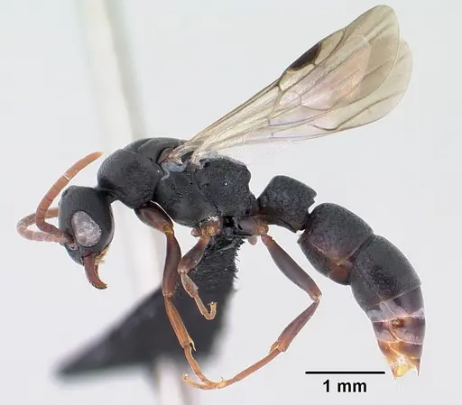 Platythyrea mocquerysi - CASENT0196115