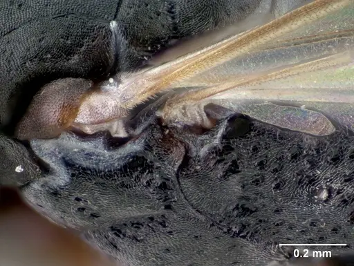 Platythyrea mocquerysi - CASENT0196115