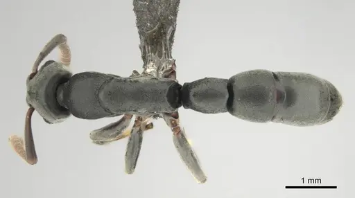 Platythyrea modesta specimen