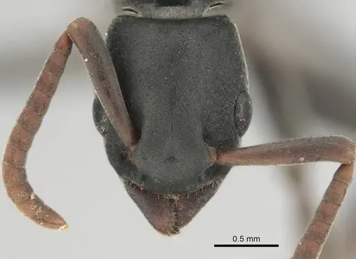Platythyrea modesta specimen