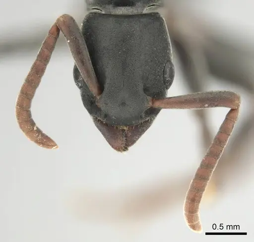 Platythyrea modesta specimen