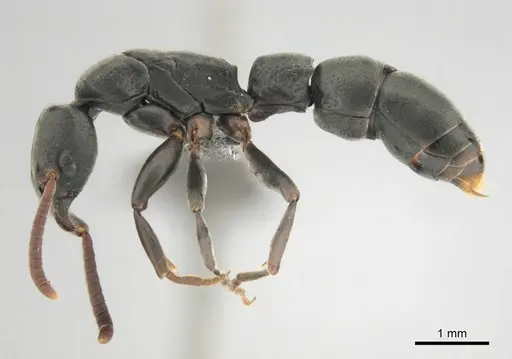 Platythyrea modesta - CASENT0250048