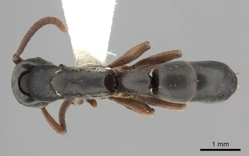 Platythyrea modesta - CASENT0260476