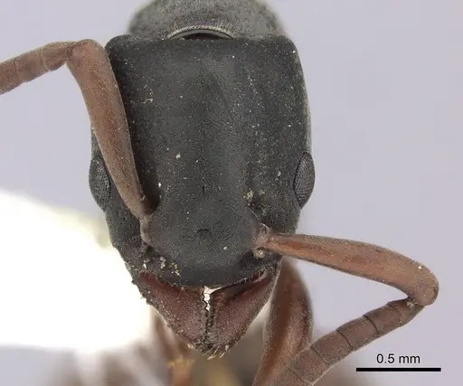 Platythyrea modesta - CASENT0260476