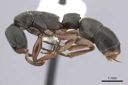 Platythyrea modesta - CASENT0260476