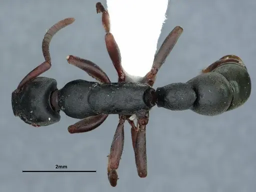 Platythyrea modesta - CASENT0882085